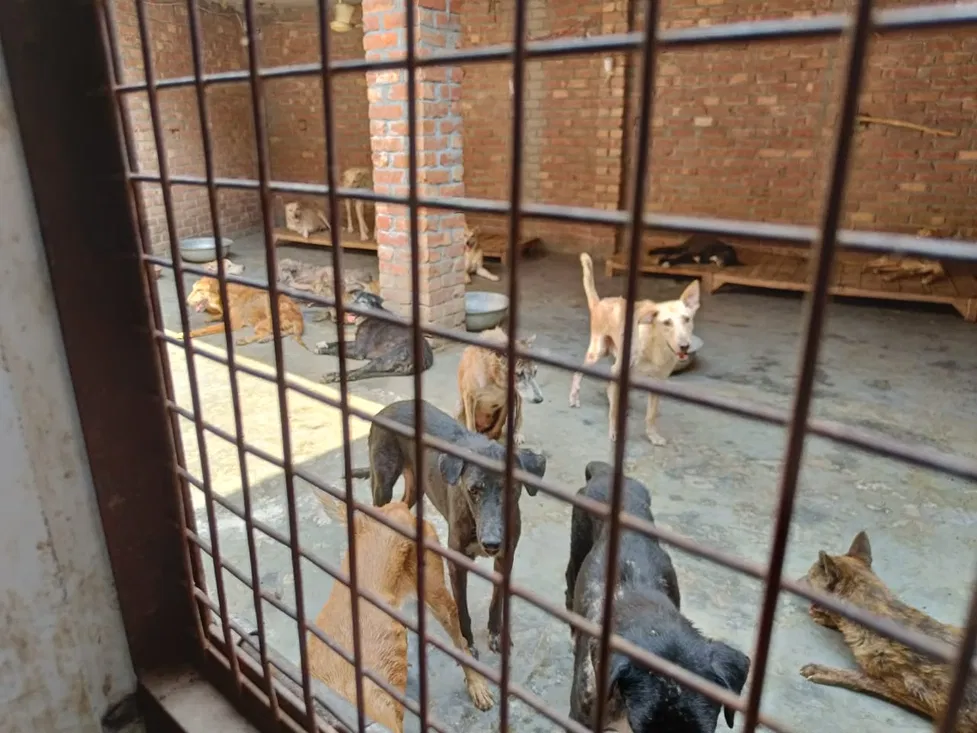 Pooja Rani feeding the animals