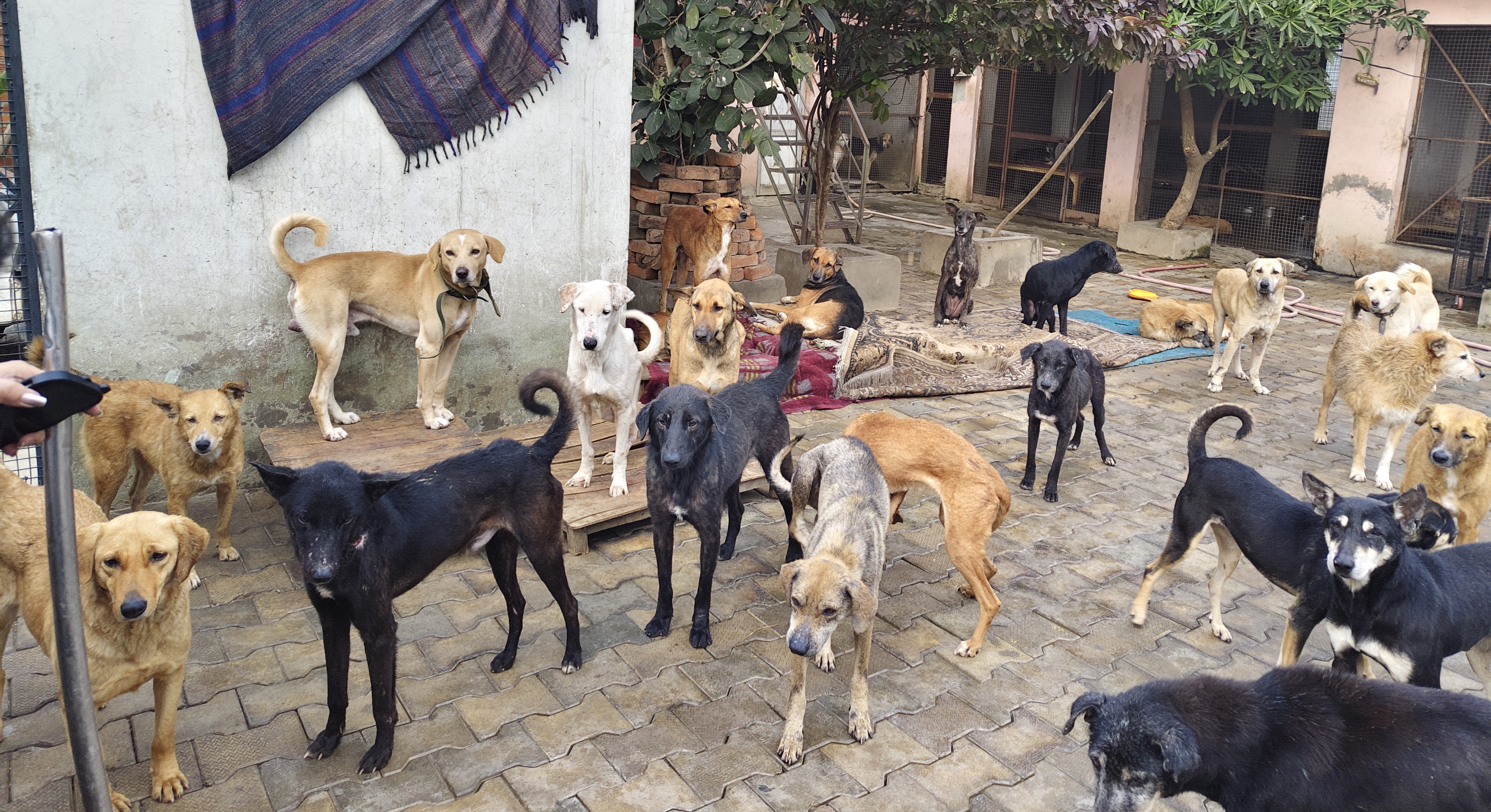 Many dogs gathered at Furry Angels shelter